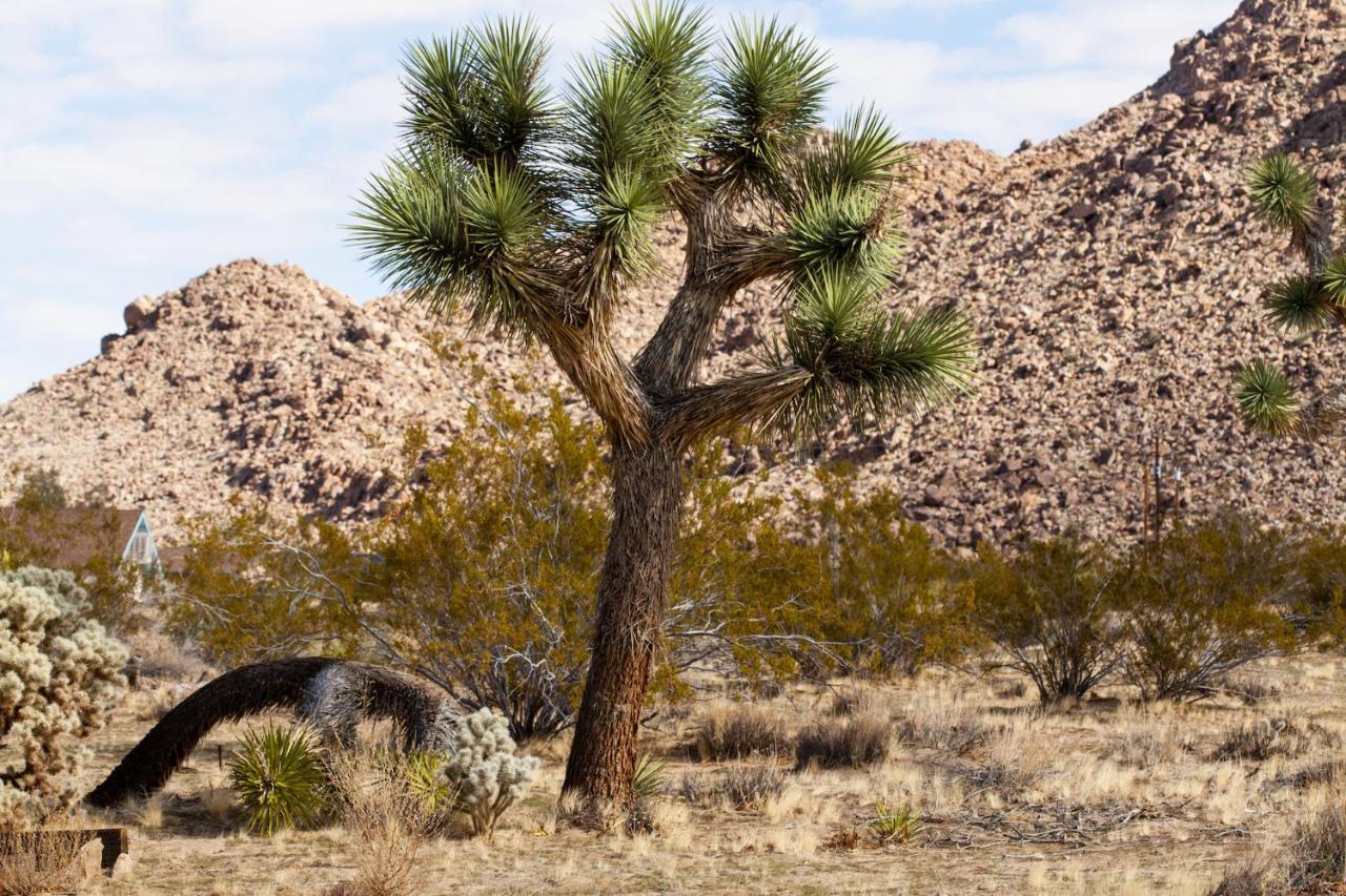 @ Marbella Lane - 10 Acres Oasis Desert Retreat! Joshua Tree Exterior foto